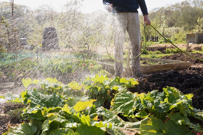 Watering Vegetable Garden with Hose