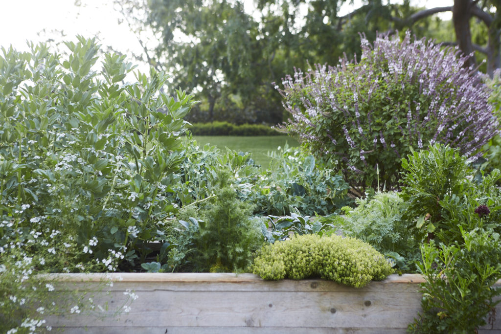 Raised beds with purple flowers