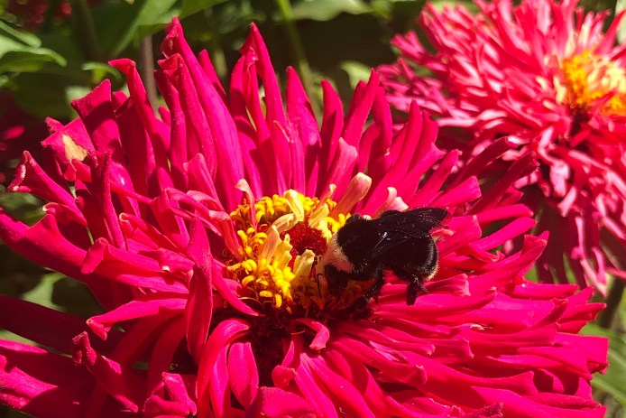 Pollinator Bee on a Zinnia