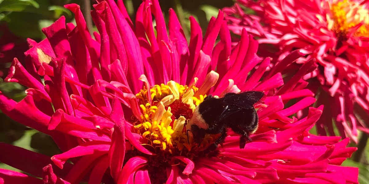 Pollinator Bee on a Zinnia