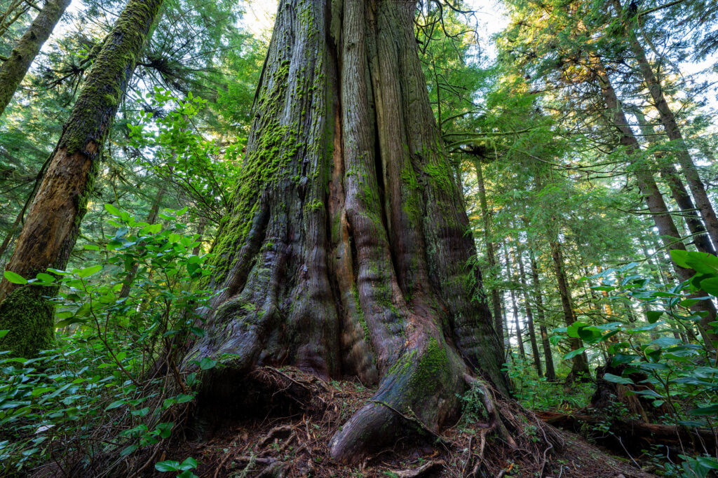Western Red Cedar Vancouver Island