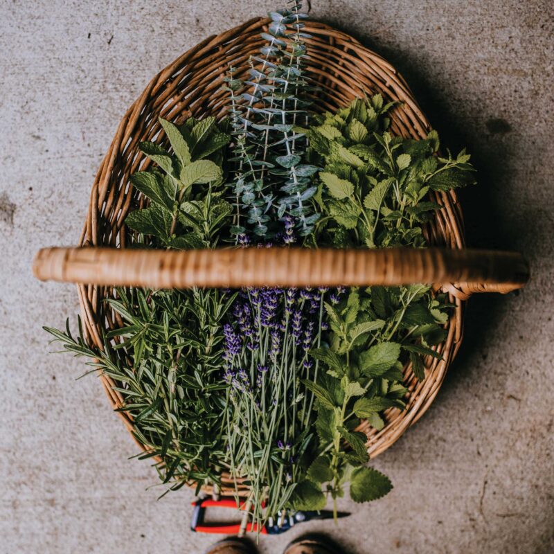 Basket Full of Harvested Herbs