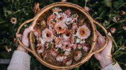 Harvesting Calendula