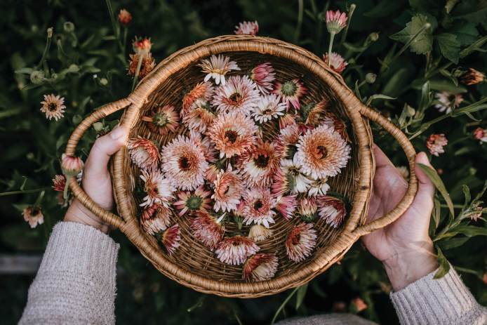 Harvesting Calendula