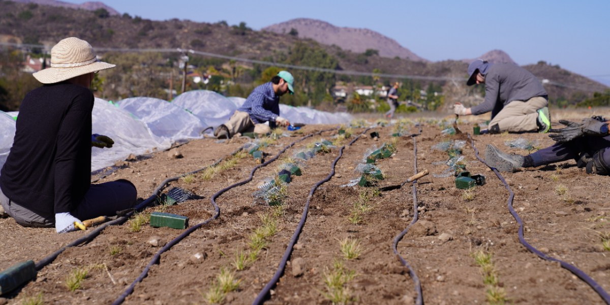 Installing Irrigation