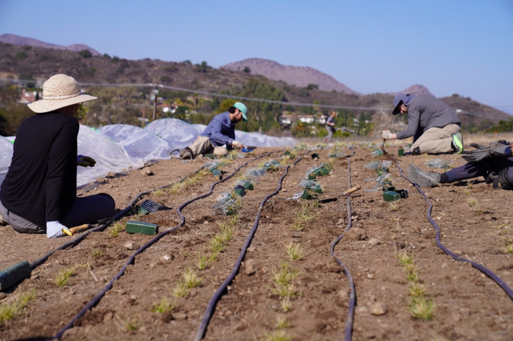 This Is Why You Shouldn’t Start Spreading Seeds in Wildfire Zones 