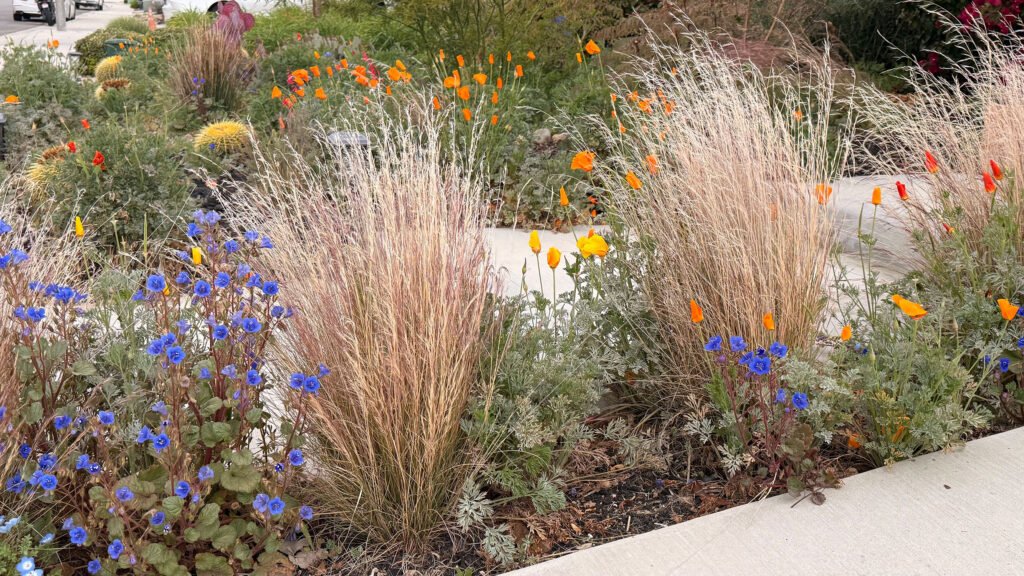 Wildflowers Chaos Gardening by Emily Sluiman