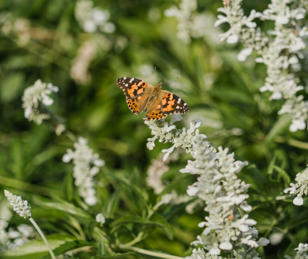 Butterfly on White Sage