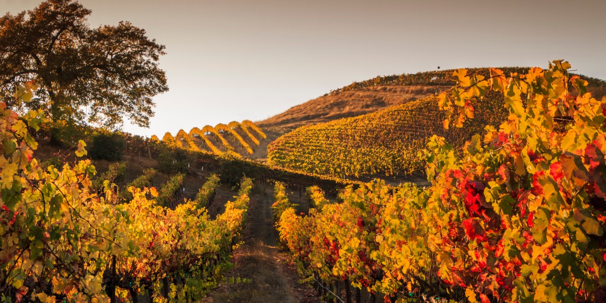 Autumn sunset in the vineyards. A view up a row of vines that are turning yellow and red. More rows of vines are in the background. A tree is off to the left. A darkening sky is in the background.