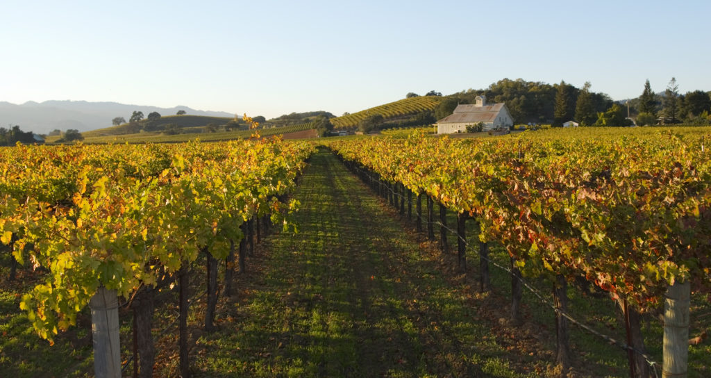 Dirt road leading into the beautiful golden colors of a vineyard in the autumn. Taken in California's Napa Valley