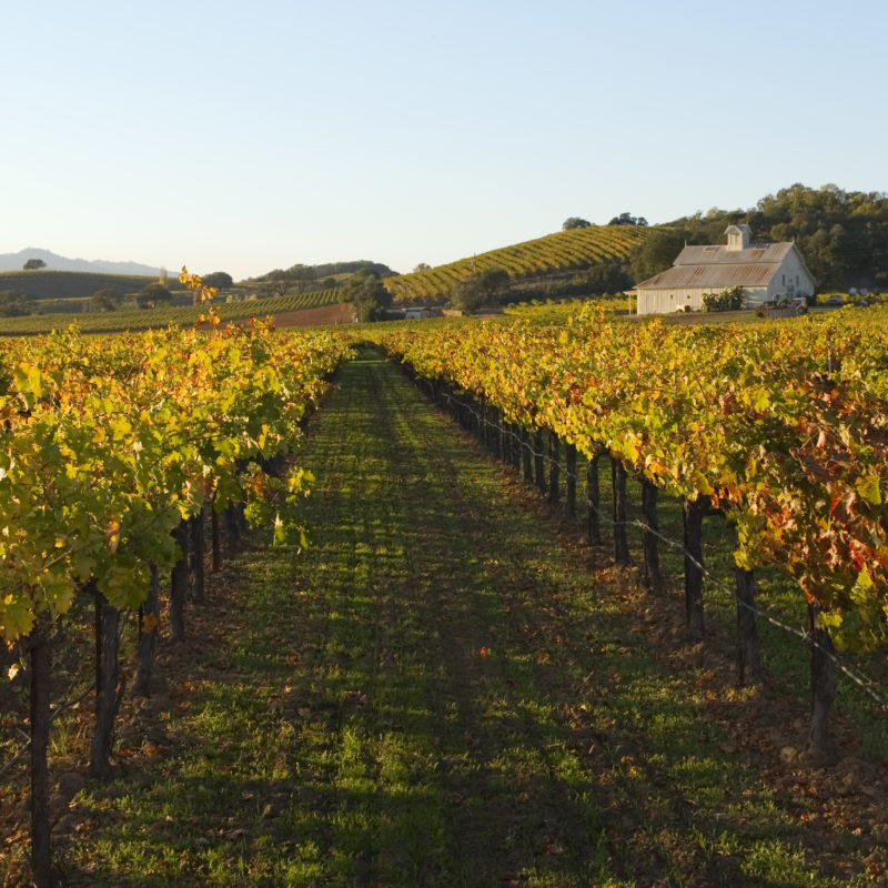 Winery in Napa in fall with barn in the background and golden vineyards