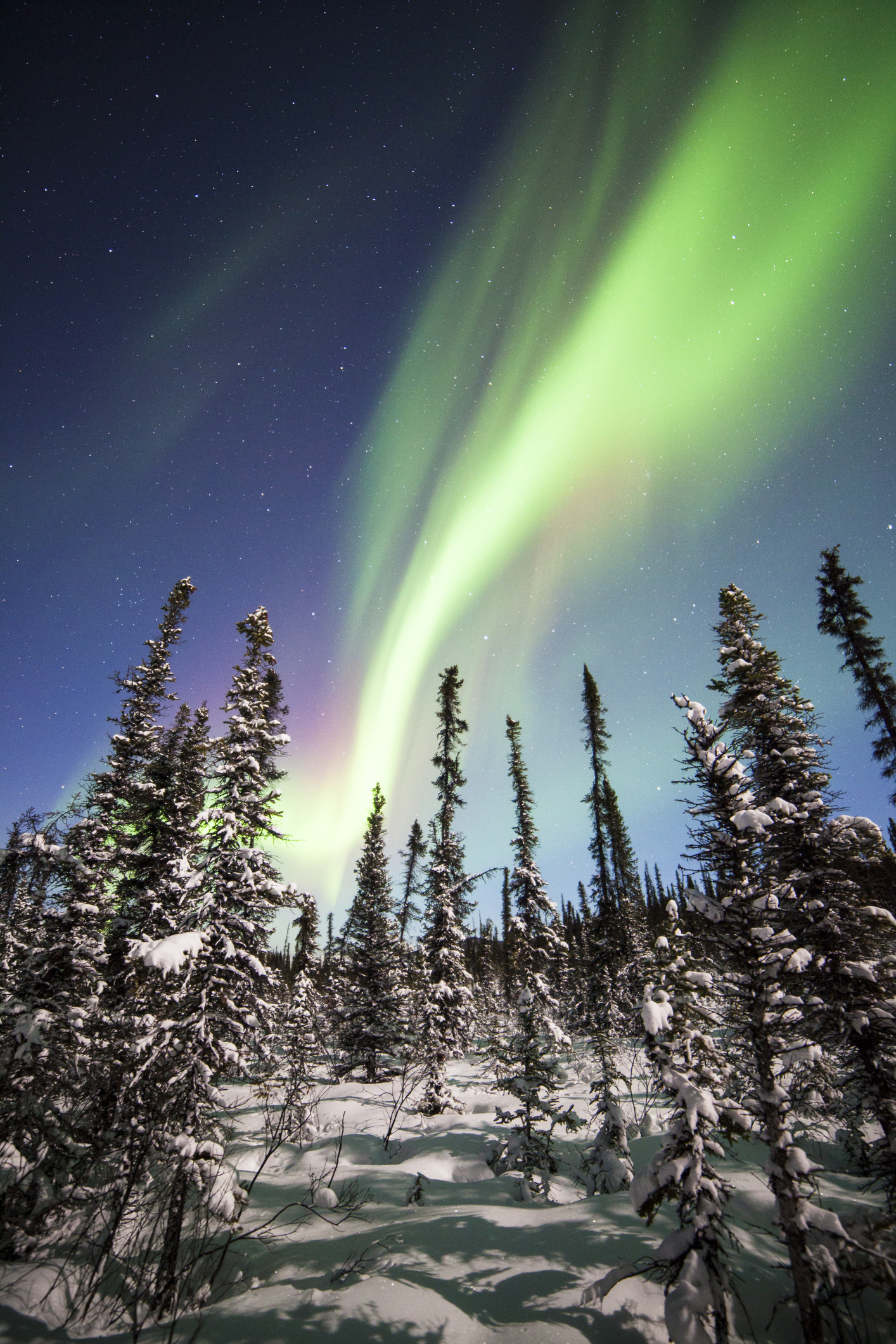 The Northern Lights above the trees at Denali National Park at night