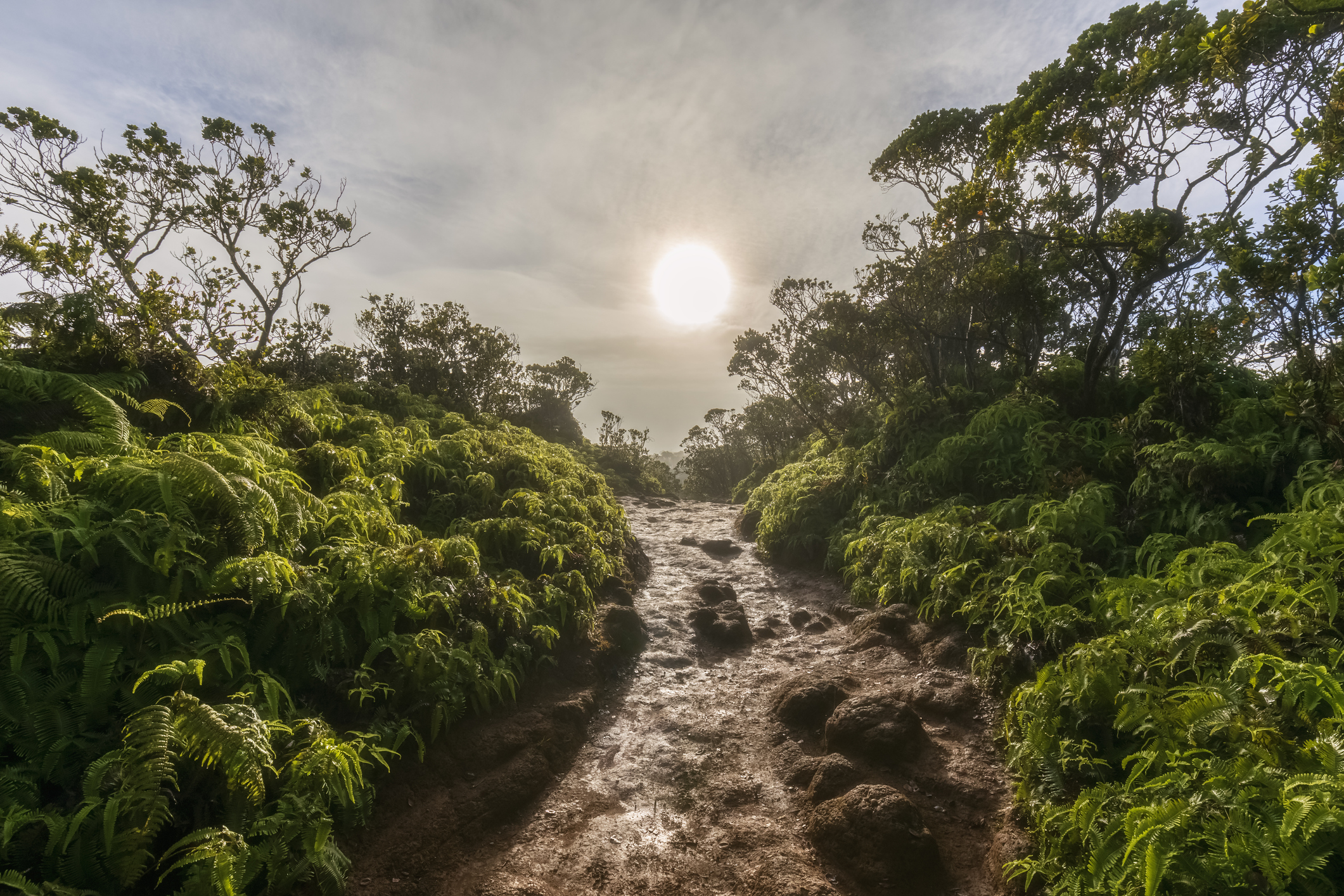 River running with high sun at Koke'e State Park, along the Pihea Trail with lush greenery on both sides