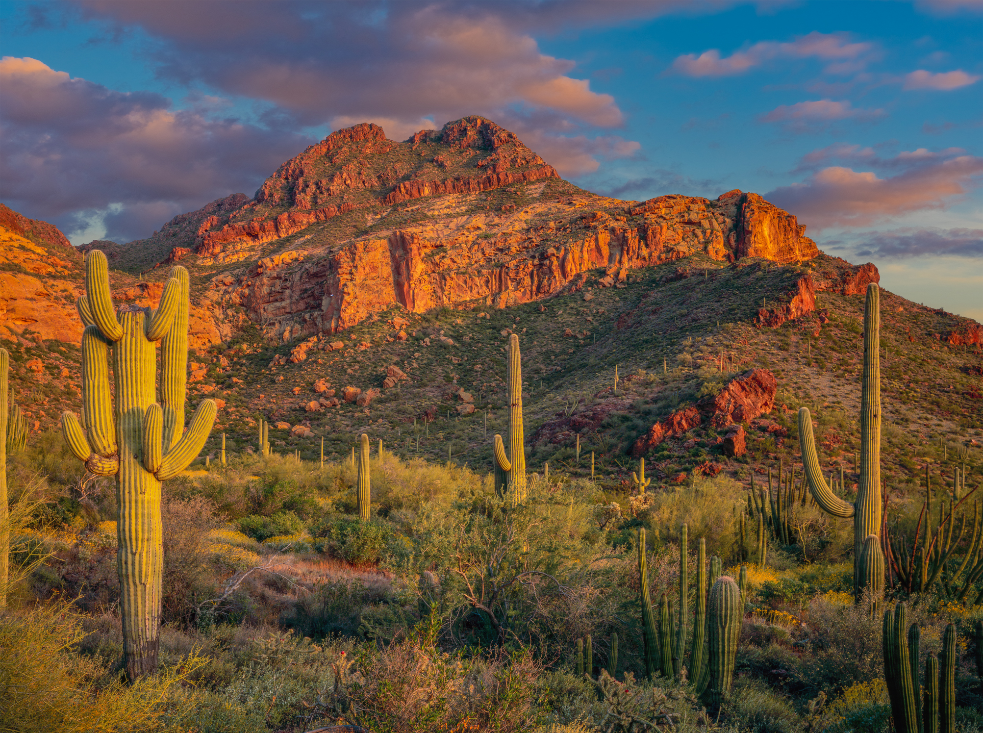 Cacti and red rock mountain at Organ Pipe Cactus National Monument