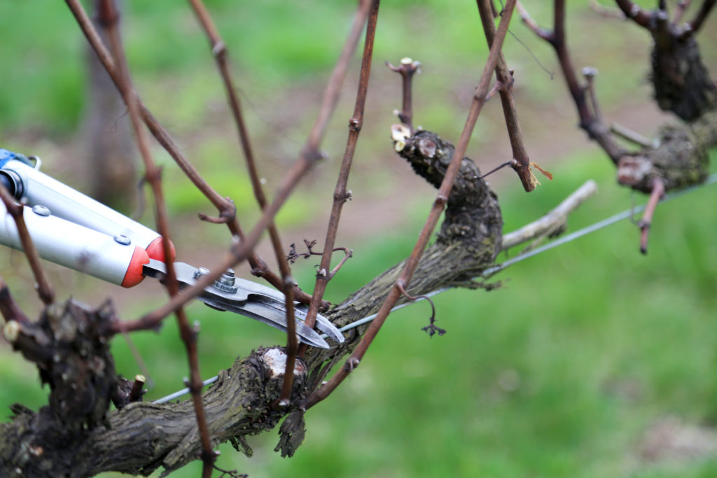garden spring cleaning pruning