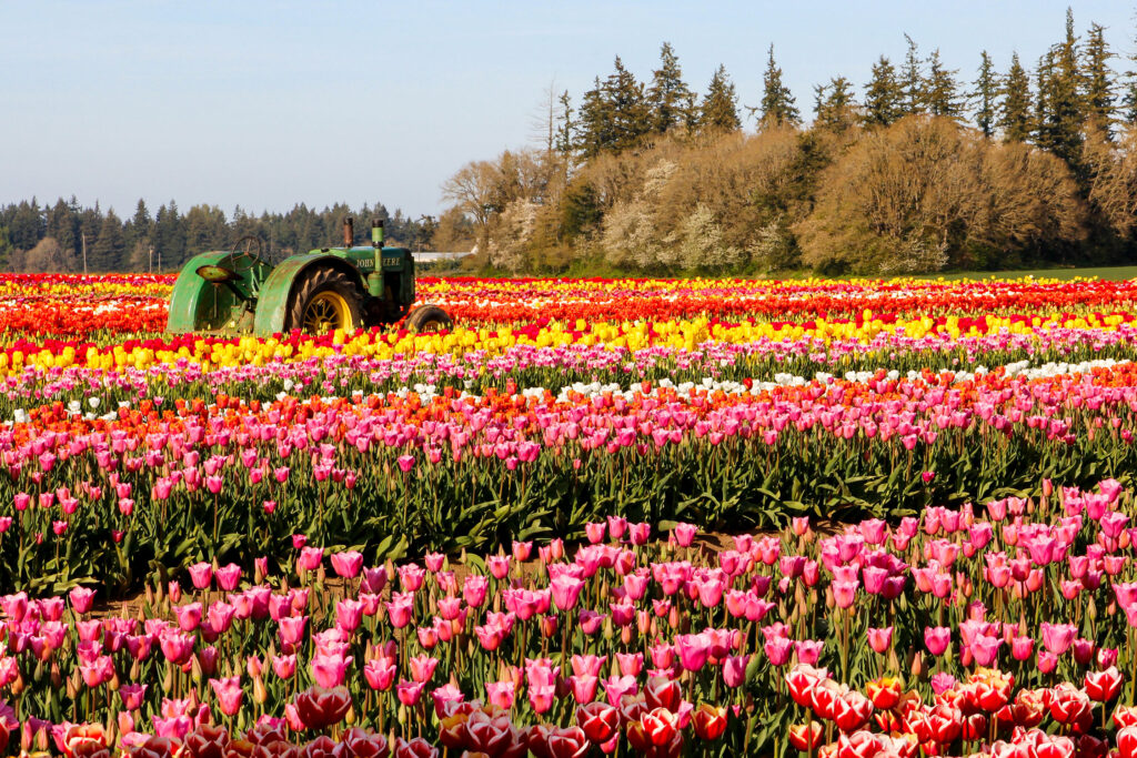 Wooden Shoe Festival Oregon Tulips