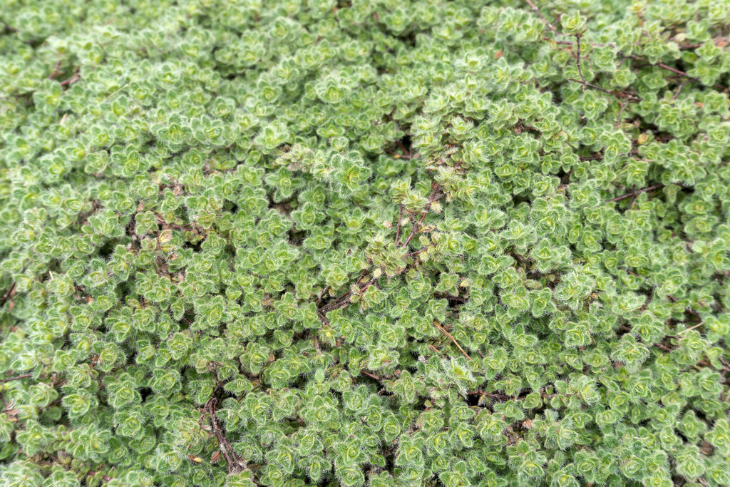 Woolly Thyme