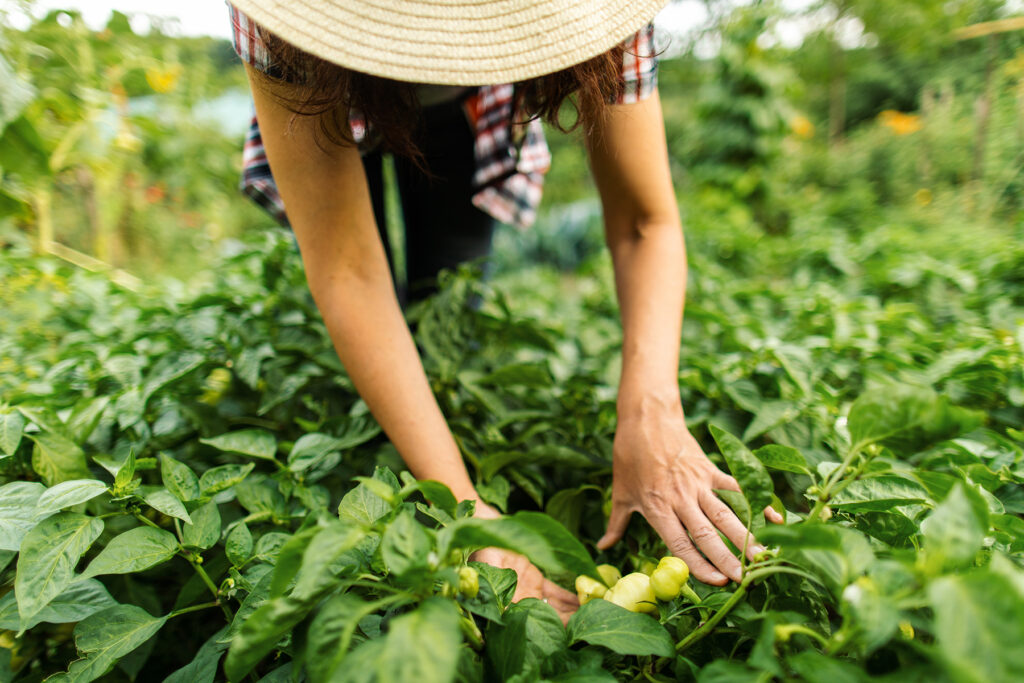 Working on a Farm Picking Paprika