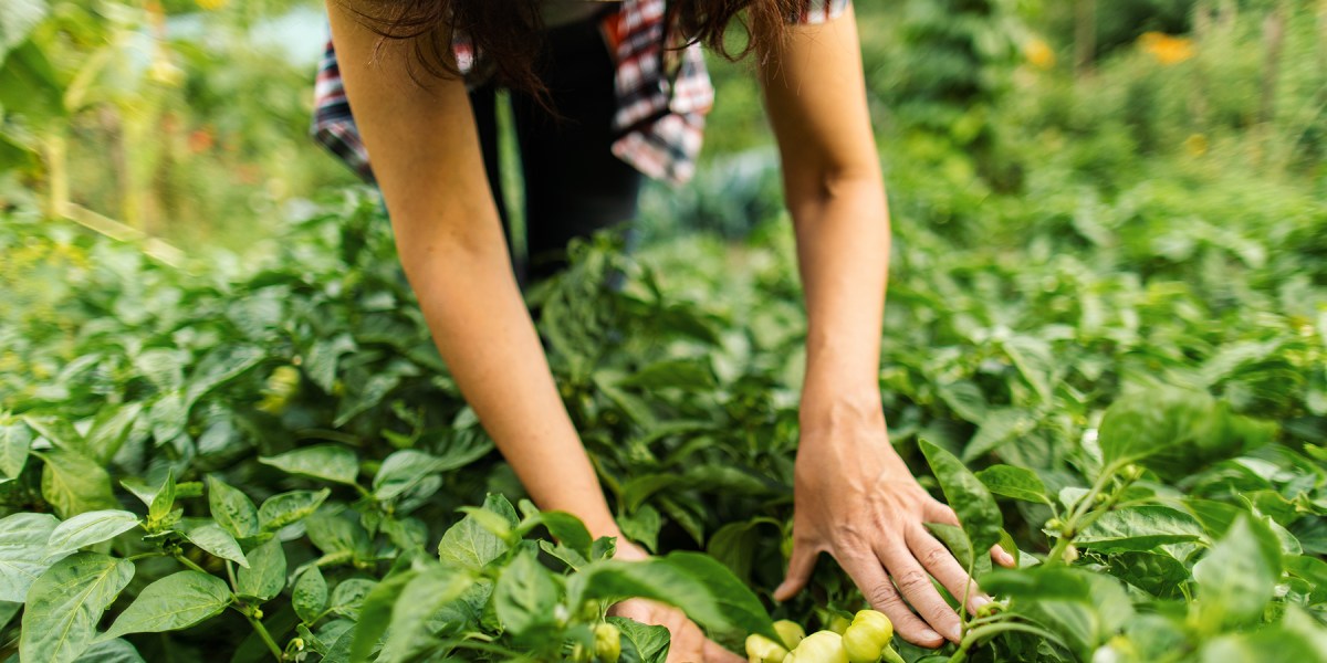 Working on a Farm Picking Paprika