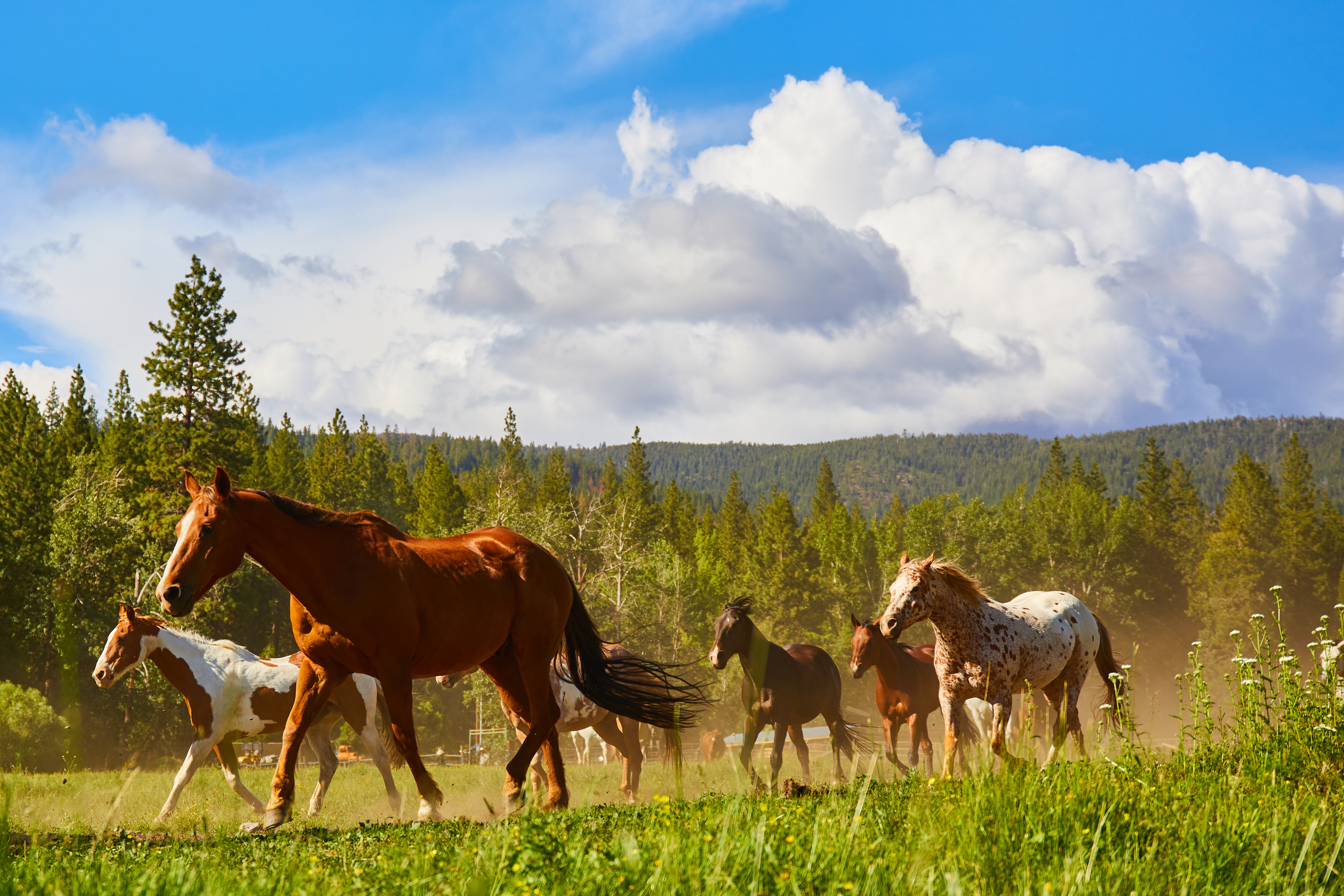 running-of-the-horses