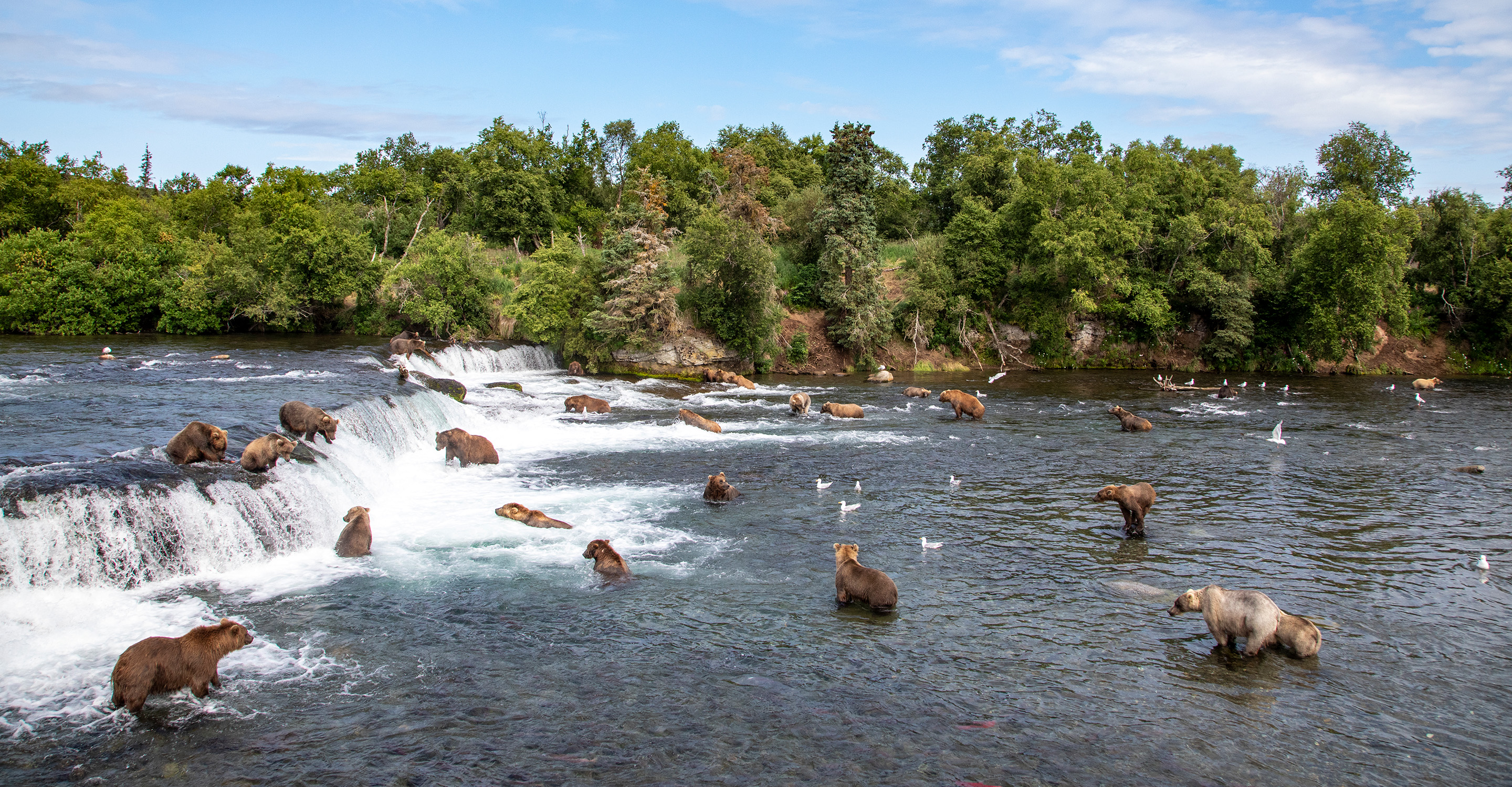 brown-bears-in-lake-clark-national-park