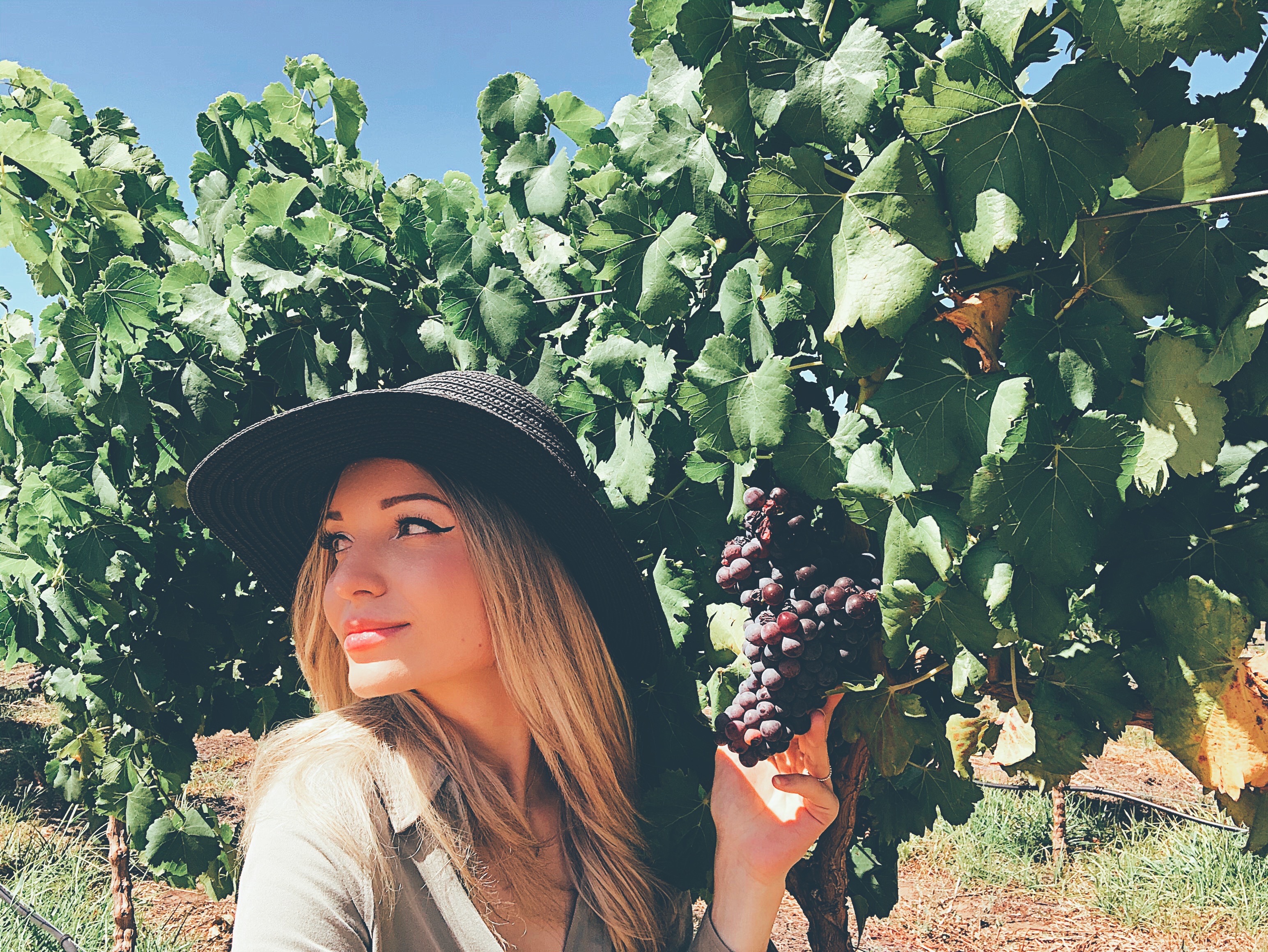 vineyard-grapes