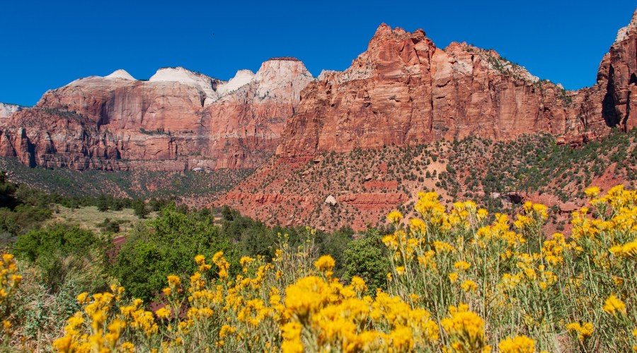 vertical-gardens-at-zion-national-park-ut
